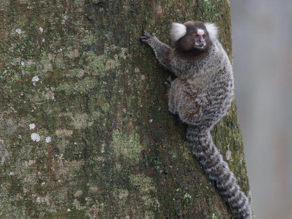 Gewoon penseelaapje (Callithrix jacchus)